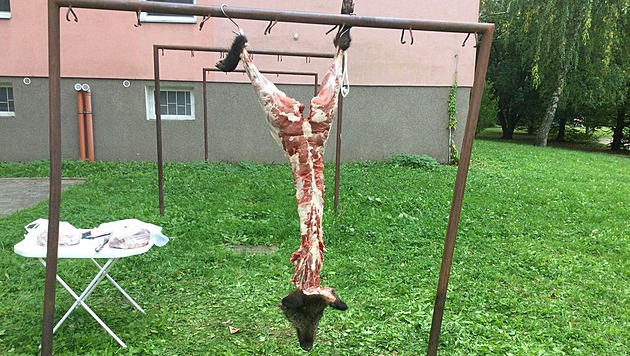 Přijeďte, porcuje tu prase! Muž boural divočáka mezi paneláky, řešili to strážníci