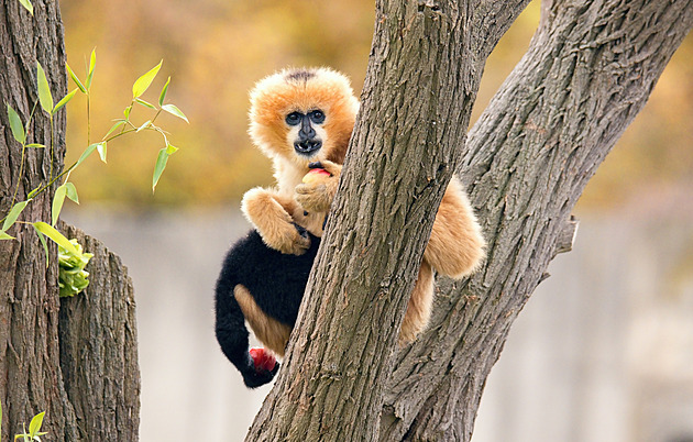 Giboni mají v zoo svůj les. Kvůli útěkům jsme měřili doskoky, říká ředitelka