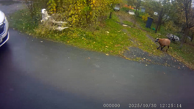 Prase povalí branku, kozy vyskáčou ven. Chronické útěkáře naháněli strážníci