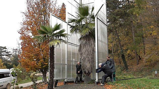 Chráněná před zimou. Šestimetrovou palmu ukryl unikátní skleník na kolečkách