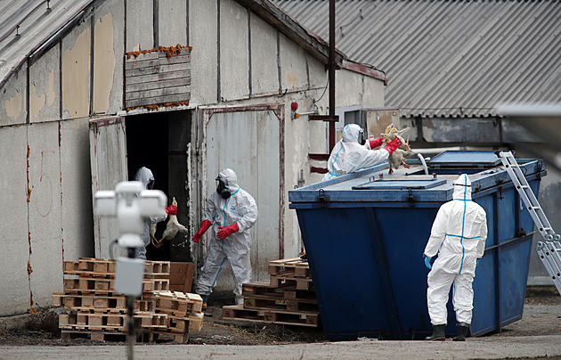 Ve velkochovu na Třebíčsku se vyskytla ptačí chřipka, musí se utratit 20 tisíc kachen