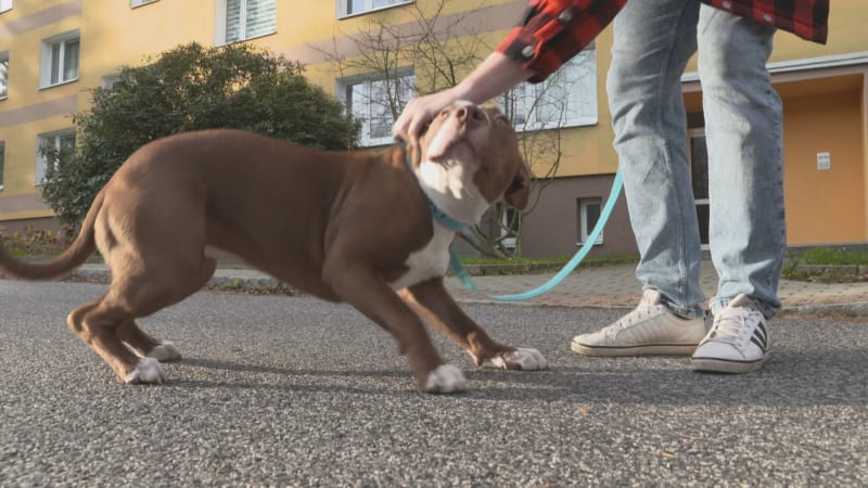 Reklamace přerostlého štěněte: Pár z Liberecka žene maxipsa před soud, chce slevu