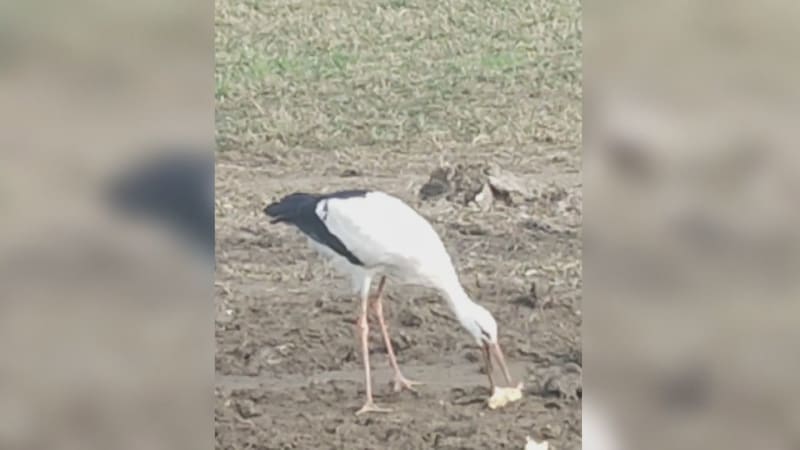 Osiřelá čápata u Uničova zůstala napospas zimě. O Jeníčka a Mařenku se starají záchranáři