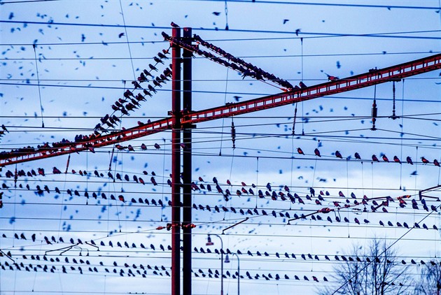 Jak na havrany? Města musí změnit taktiku, shazování hnízd je nehumánní