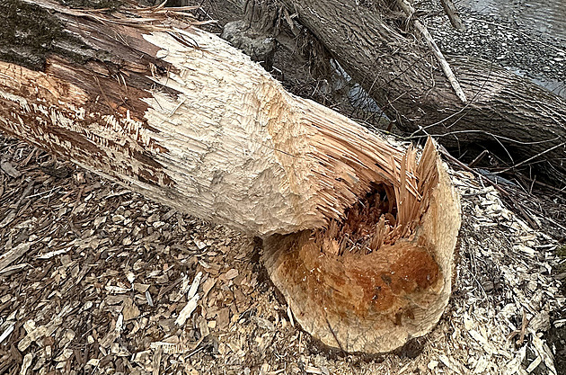 Hranice vydaly výstrahu proti bobrům. Ničí stromy, které padají na pěší trasy