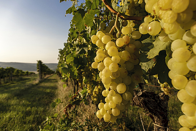 Tradiční moravské odrůdy vína: Proč znovu milujeme Frankovku či Tramín?