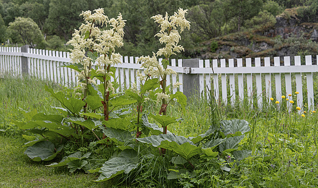 Jak pečovat o rebarboru? Co dělat na jaře, kdy sklízet a čemu se vyhnout